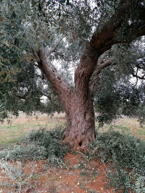 Archidamo Organic Oil a family business EURO HFC